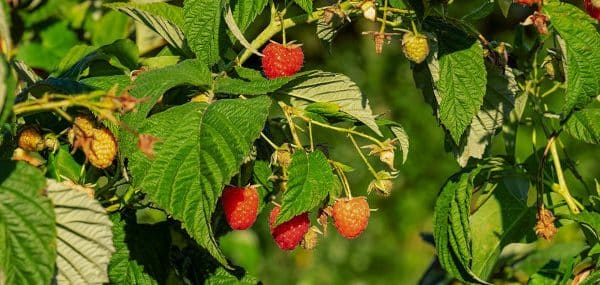 Comment ne pas reconnaître la reprise et la reprise des framboises ?