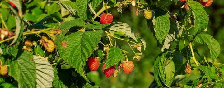 Comment ne pas reconnaître la reprise et la reprise des framboises ?