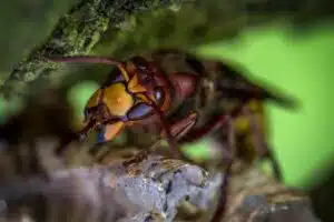 Comment les prédateurs naturels aident à contrôler les populations de frelons communs et asiatiques