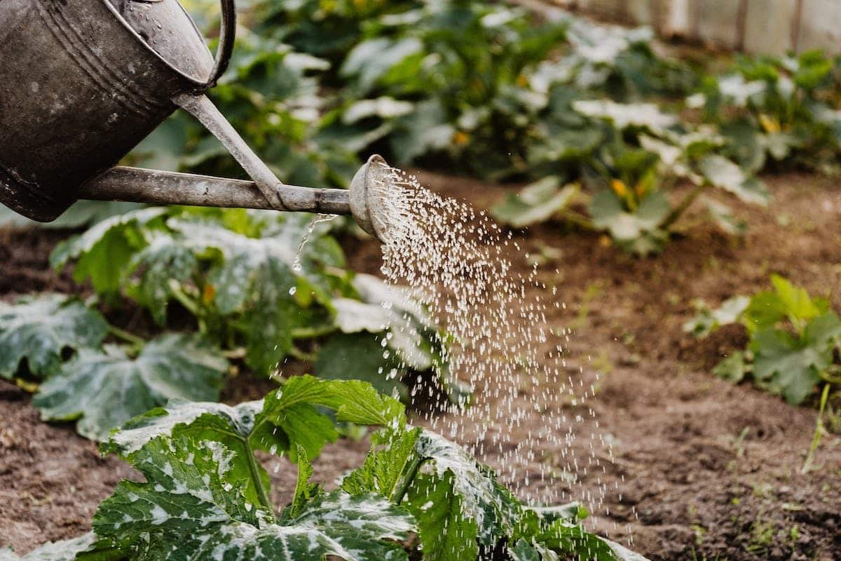 jardinage  santé