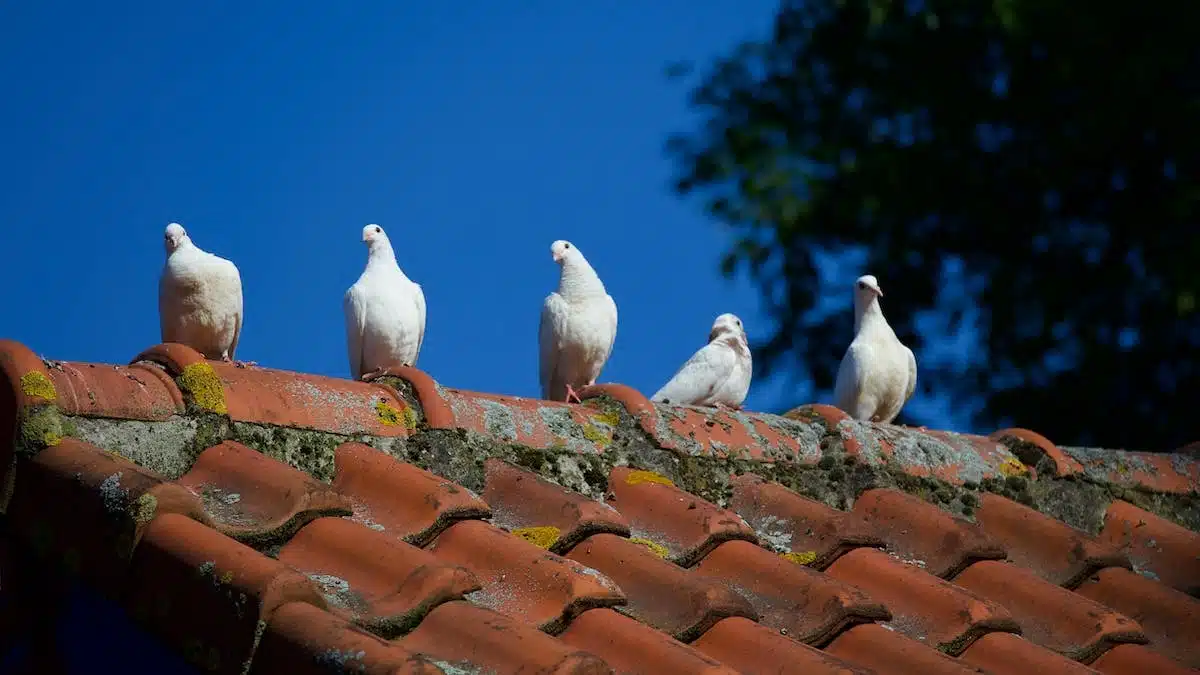 toiture  rénovation