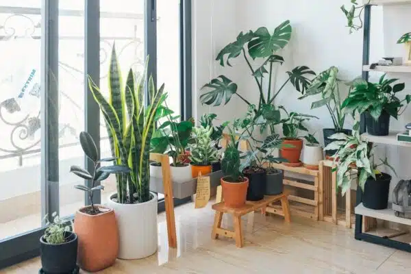 Les meilleures plantes d’intérieur pour une touche de verdure sans effort