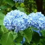 Cette astuce infaillible pour raviver des hortensias fanés