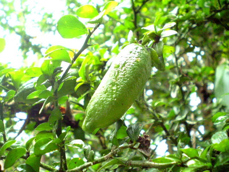 Citron caviar : plantation, culture et entretien