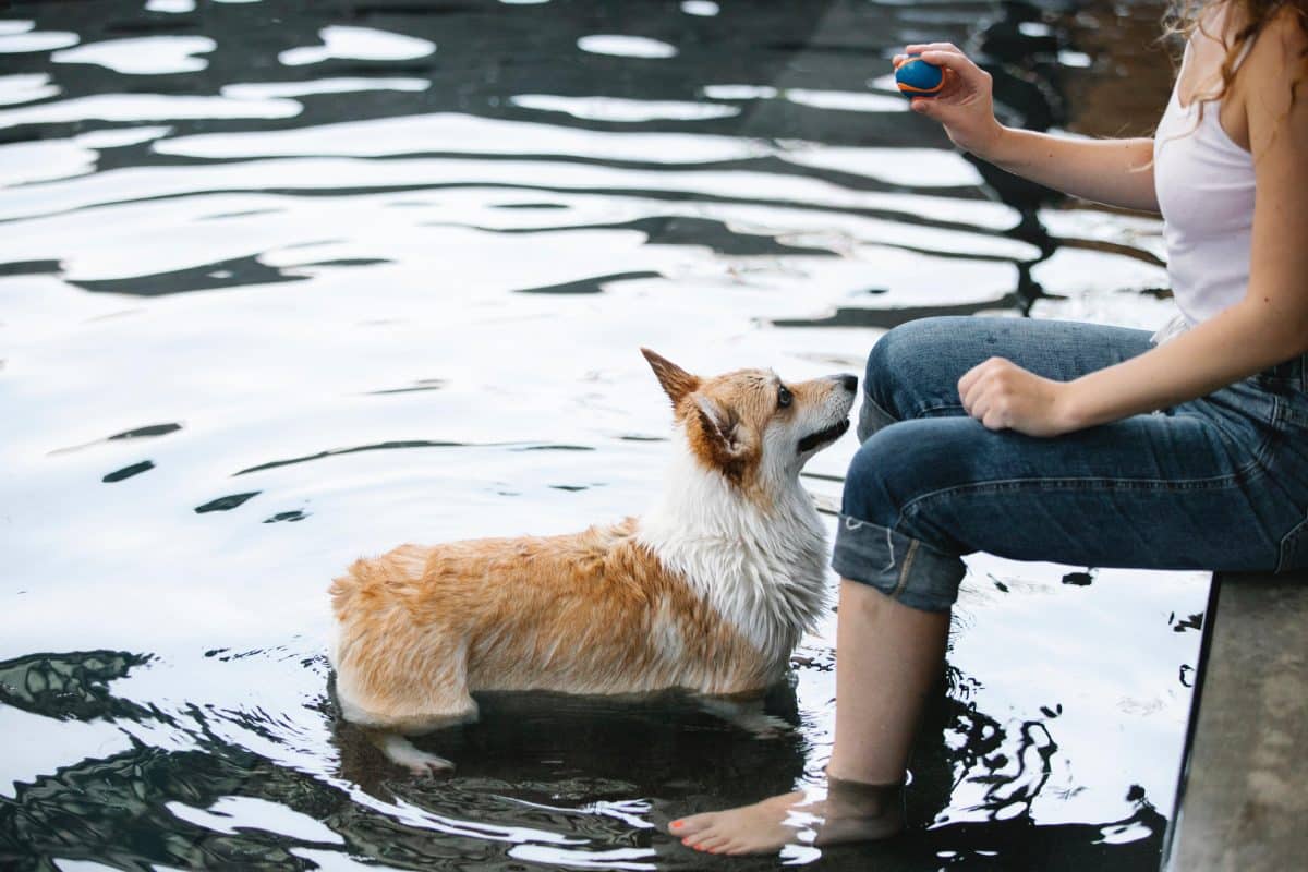 Piscine naturelle : avantages et inconvénients à connaître