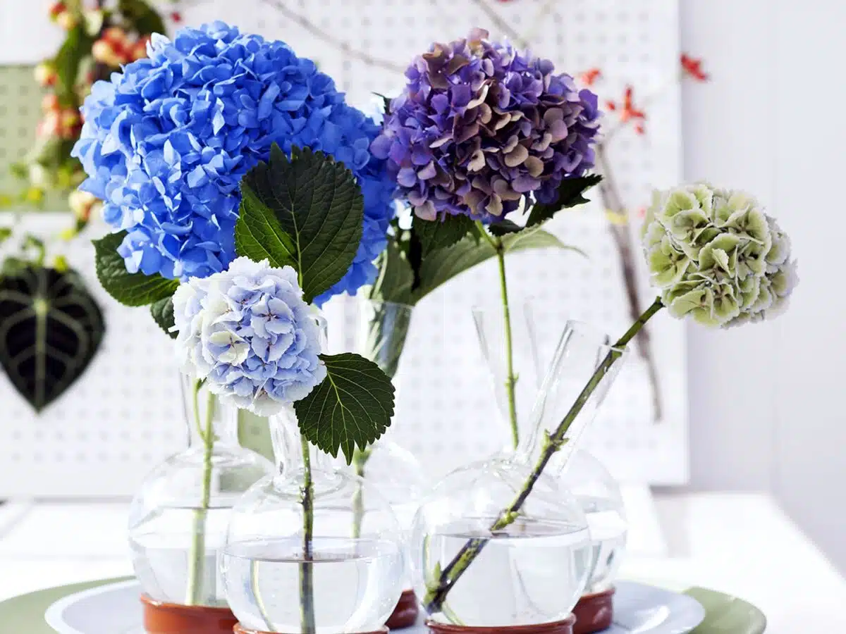 astuce infaillible pour raviver des hortensias fanés