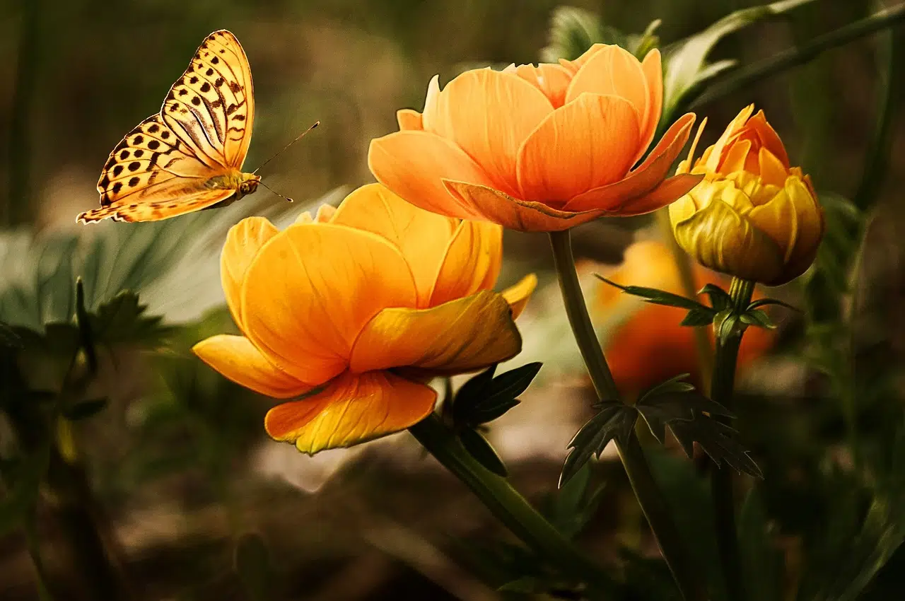 Quelles fleurs choisir pour une fête d’anniversaire ?