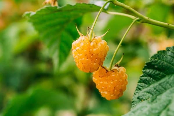Quand les framboises sont-elles taillées pour l’hiver ?