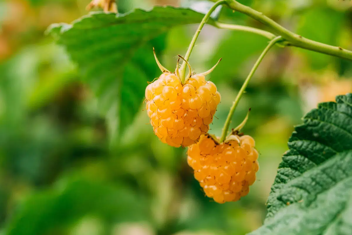 Quand les framboises sont-elles taillées pour l’hiver ?