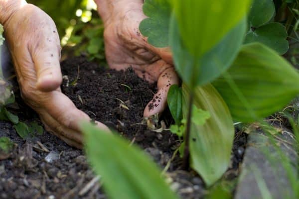 Comment prendre soin des plantes naturellement ?