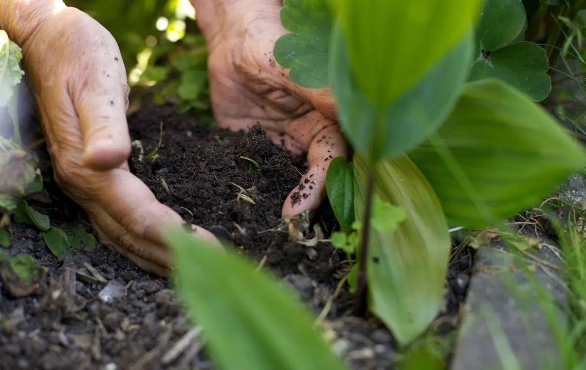 Comment prendre soin des plantes naturellement ?