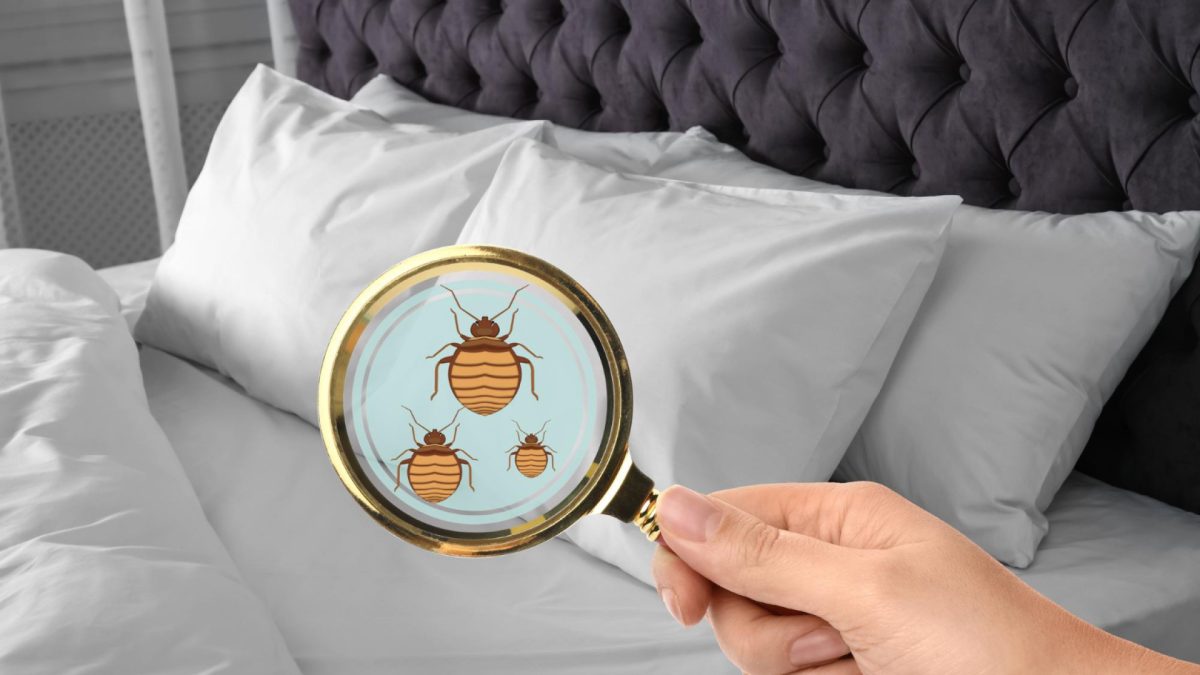 Punaises de lit : les astuces pour protéger votre maison et dormir en toute tranquillité