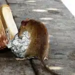 Se rapprocher d'un professionnel pour se débarrasser des rats et des souris